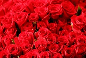 Rote Rosen zum Internationalen Frauentag